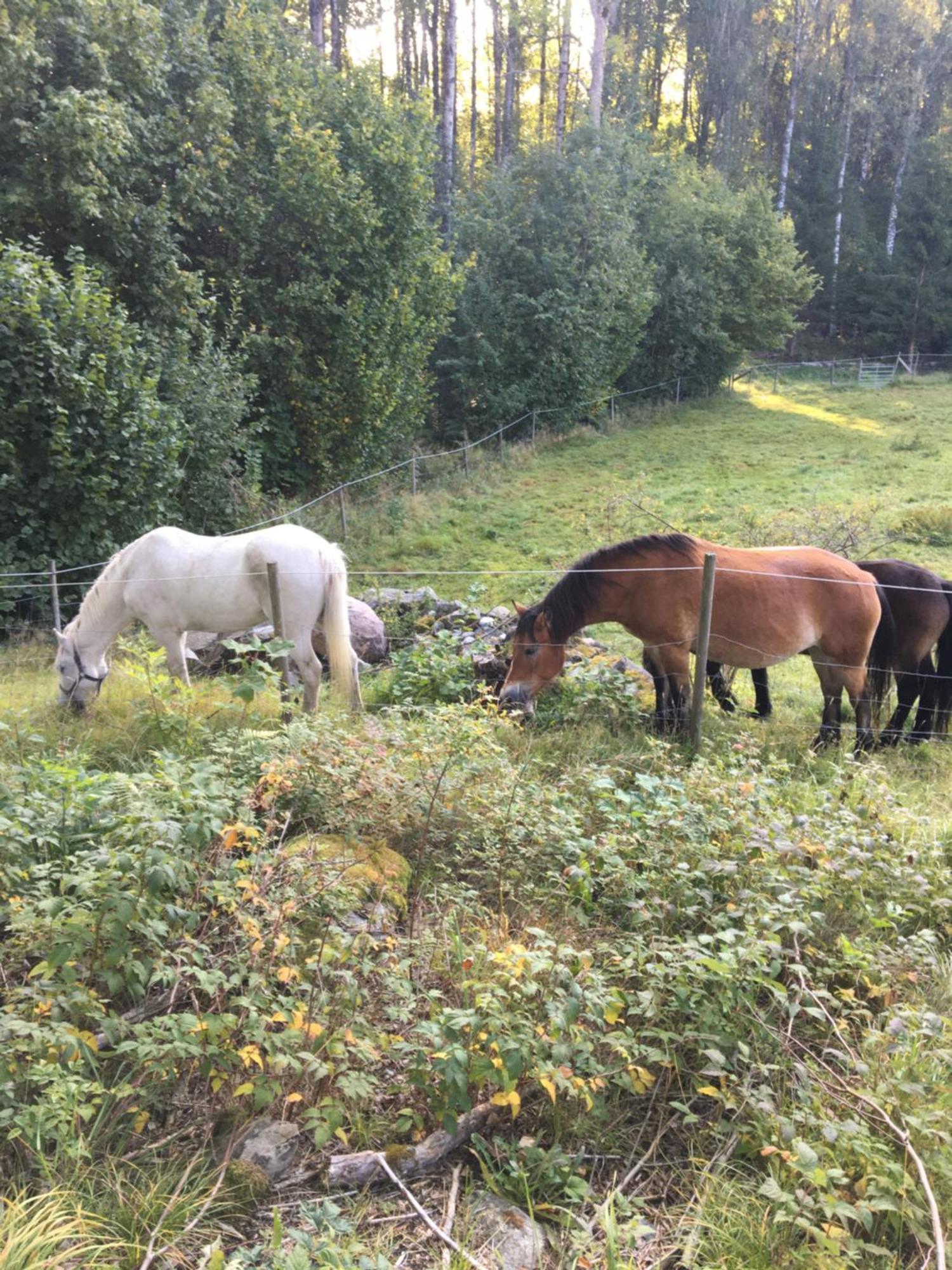 Henneviken Bnb Ed Екстер'єр фото